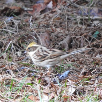 Yellow-throated Bunting Kobe Forest Botanic Garden Mon, 1/29/2024