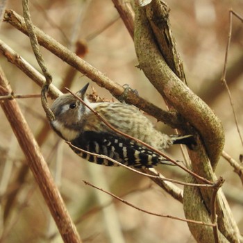 Japanese Pygmy Woodpecker Kobe Forest Botanic Garden Mon, 1/29/2024