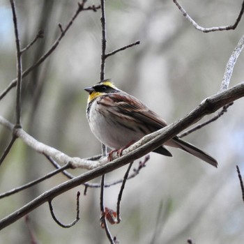 Yellow-throated Bunting Kobe Forest Botanic Garden Mon, 1/29/2024