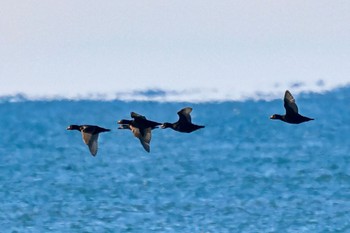 Black Scoter 千葉県 Sat, 1/27/2024