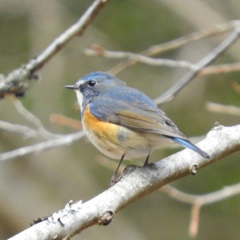 Red-flanked Bluetail Kobe Forest Botanic Garden Mon, 1/22/2024