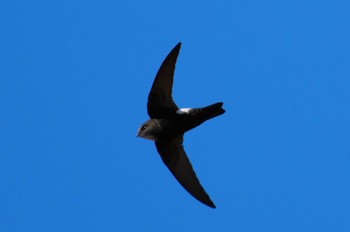 House Swift 多摩川 Mon, 1/29/2024