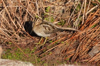 2024年1月29日(月) 多摩川の野鳥観察記録