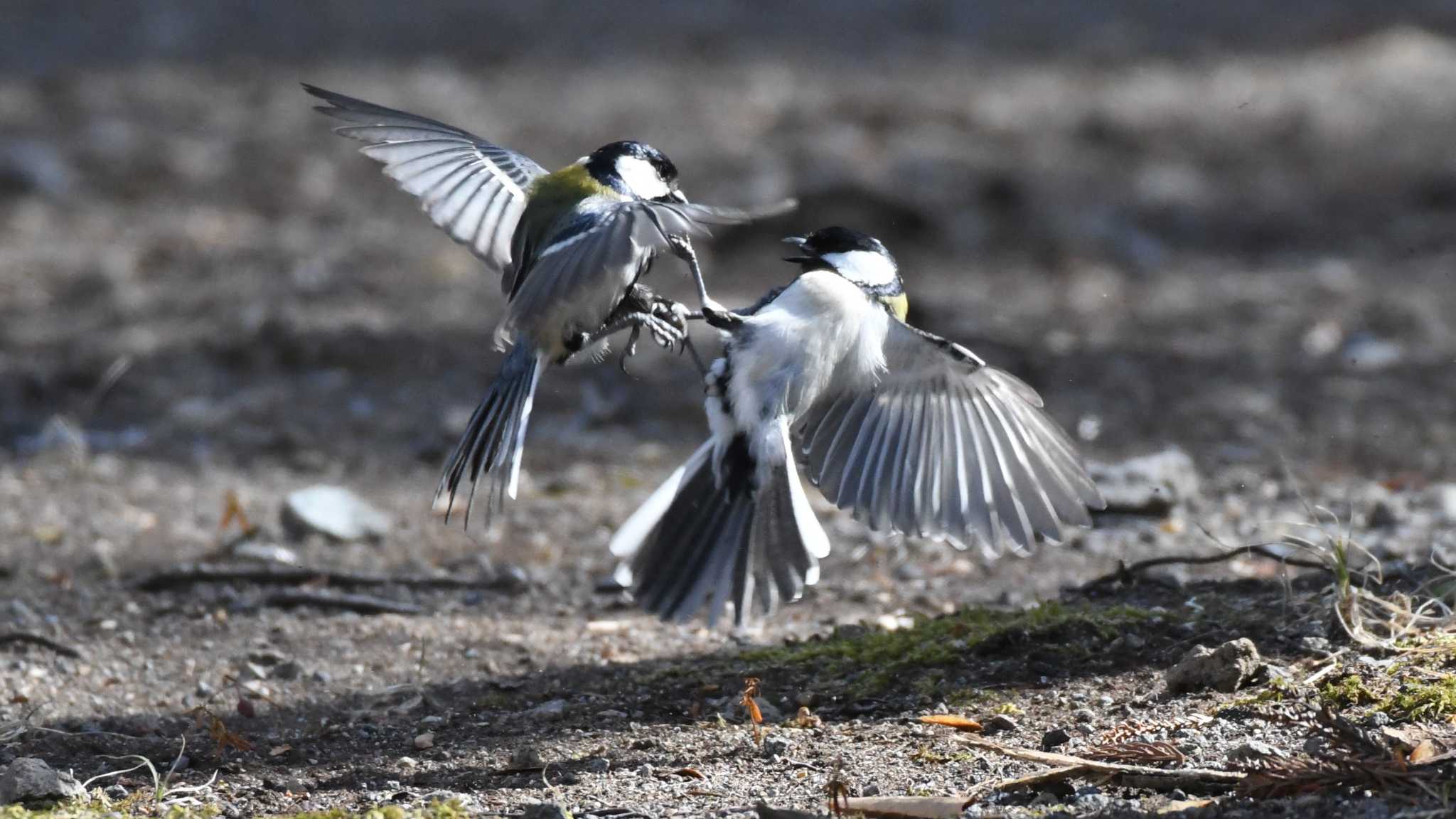 シジュウカラ