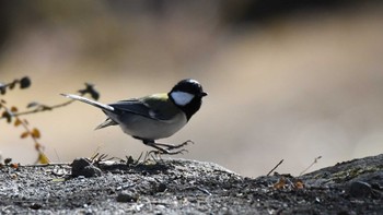 シジュウカラ 軽井沢野鳥の森 2024年1月27日(土)