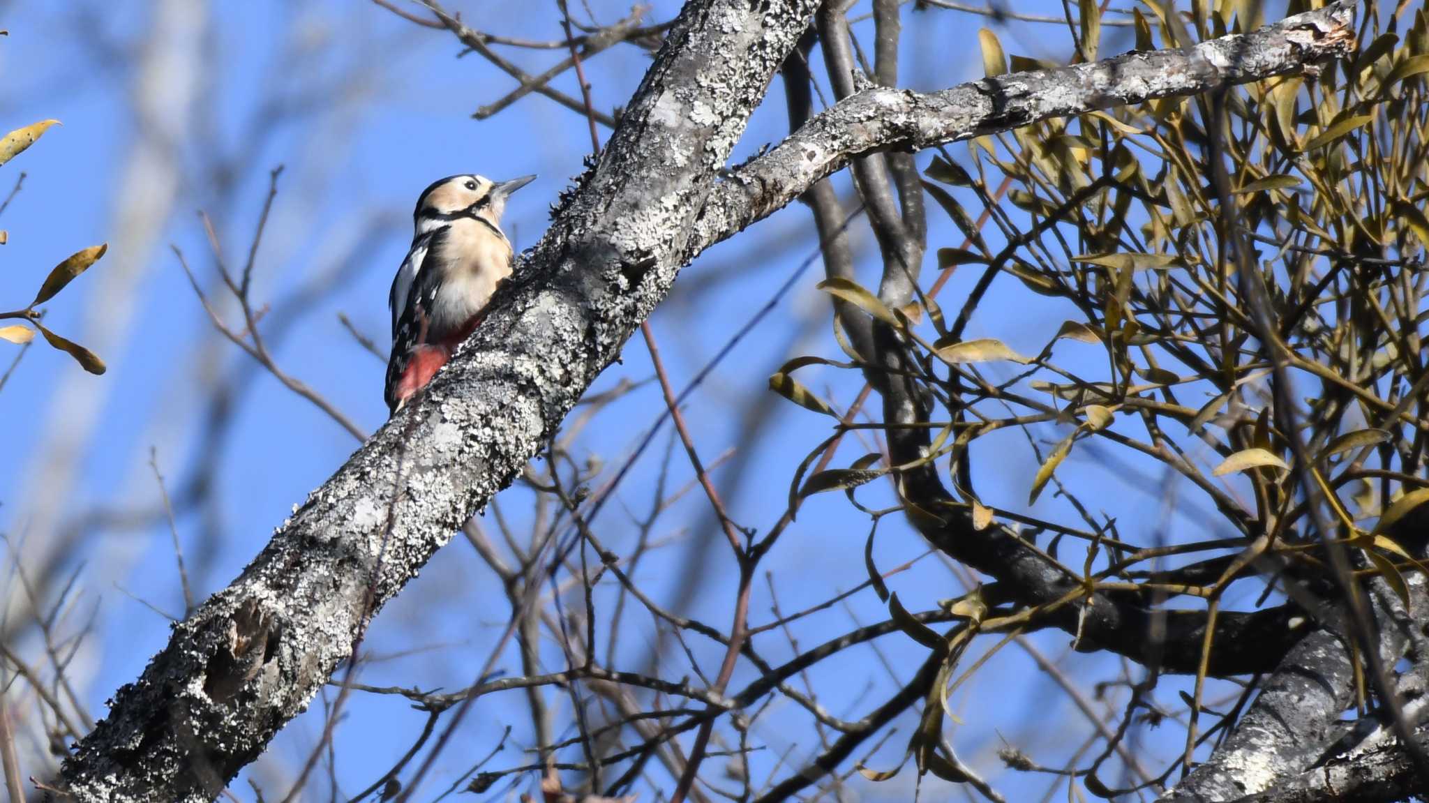 アカゲラ