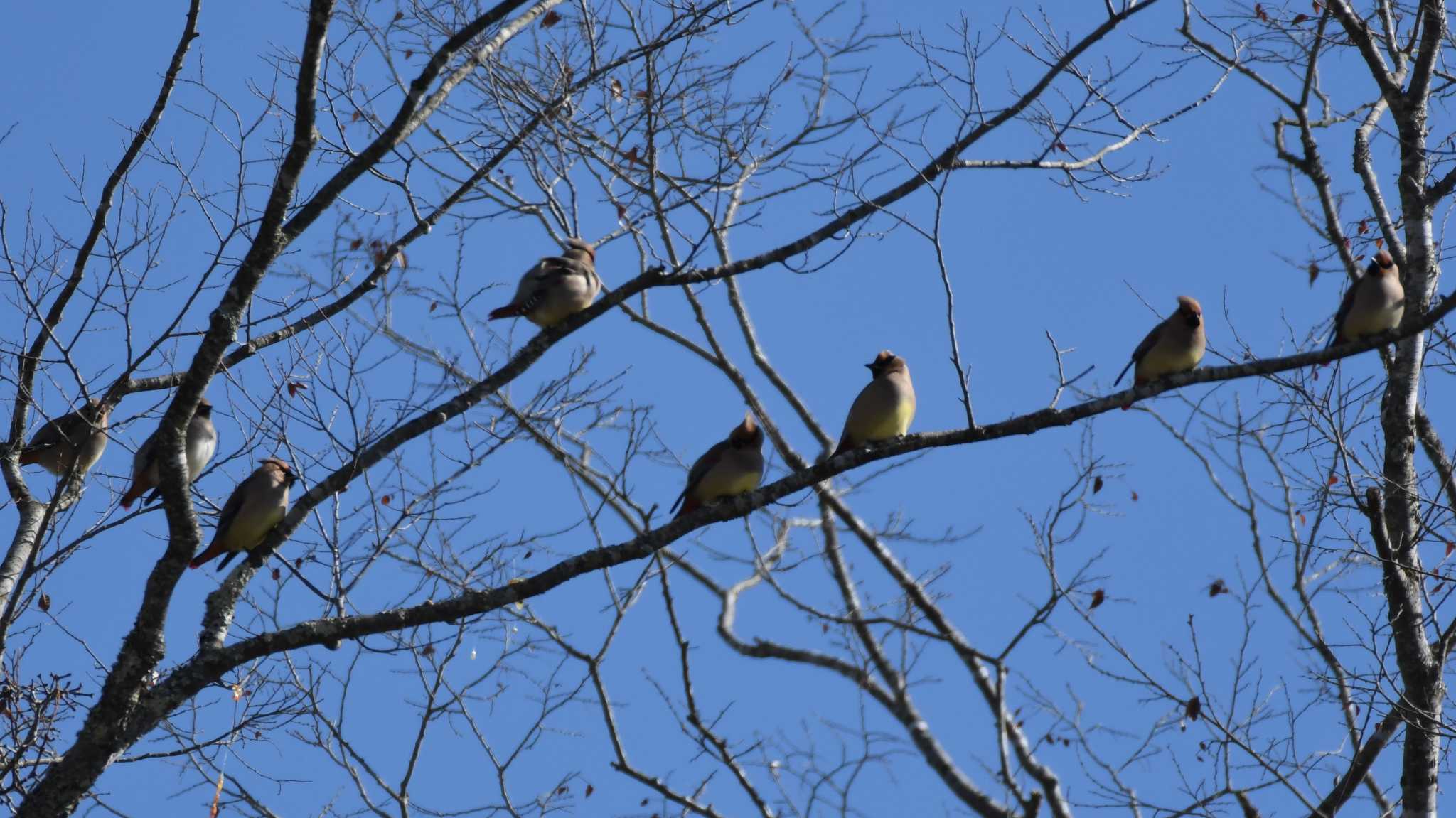 軽井沢野鳥の森 ヒレンジャクの写真 by ao1000