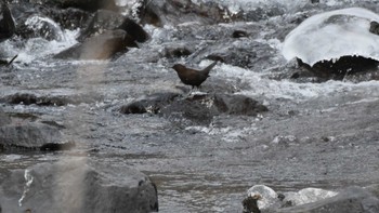 カワガラス 軽井沢野鳥の森 2024年1月27日(土)