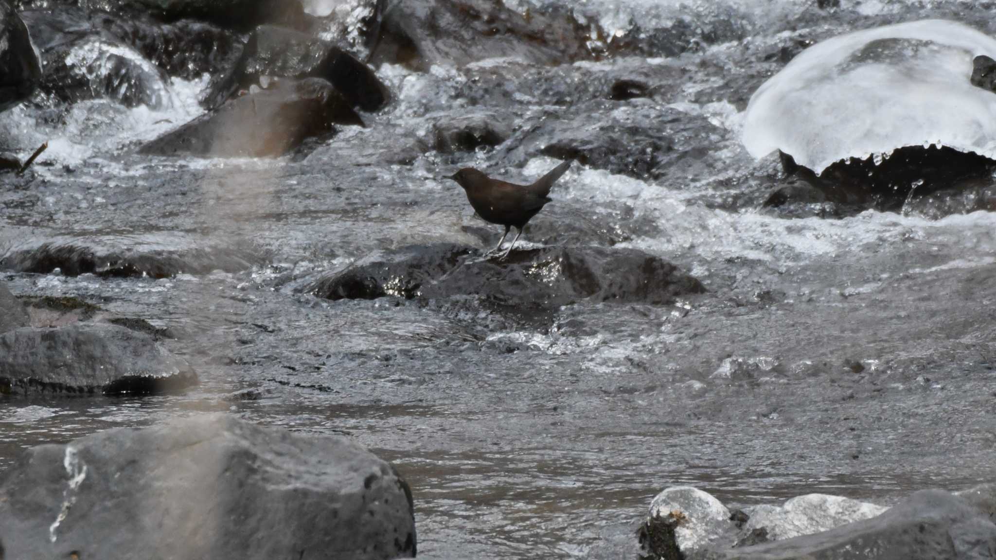 軽井沢野鳥の森 カワガラスの写真 by ao1000