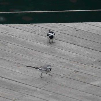 White Wagtail Minatomirai Wed, 11/14/2018