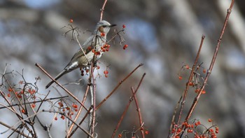 ヒヨドリ 軽井沢野鳥の森 2024年1月27日(土)