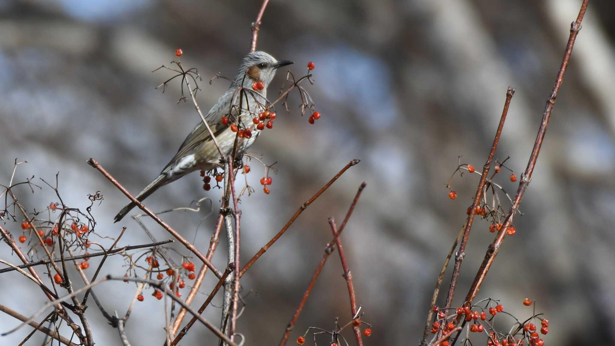 軽井沢野鳥の森 ヒヨドリの写真 by ao1000