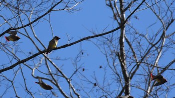 ヒレンジャク 軽井沢野鳥の森 2024年1月27日(土)