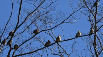 ヒレンジャク 軽井沢野鳥の森 2024年1月27日(土)