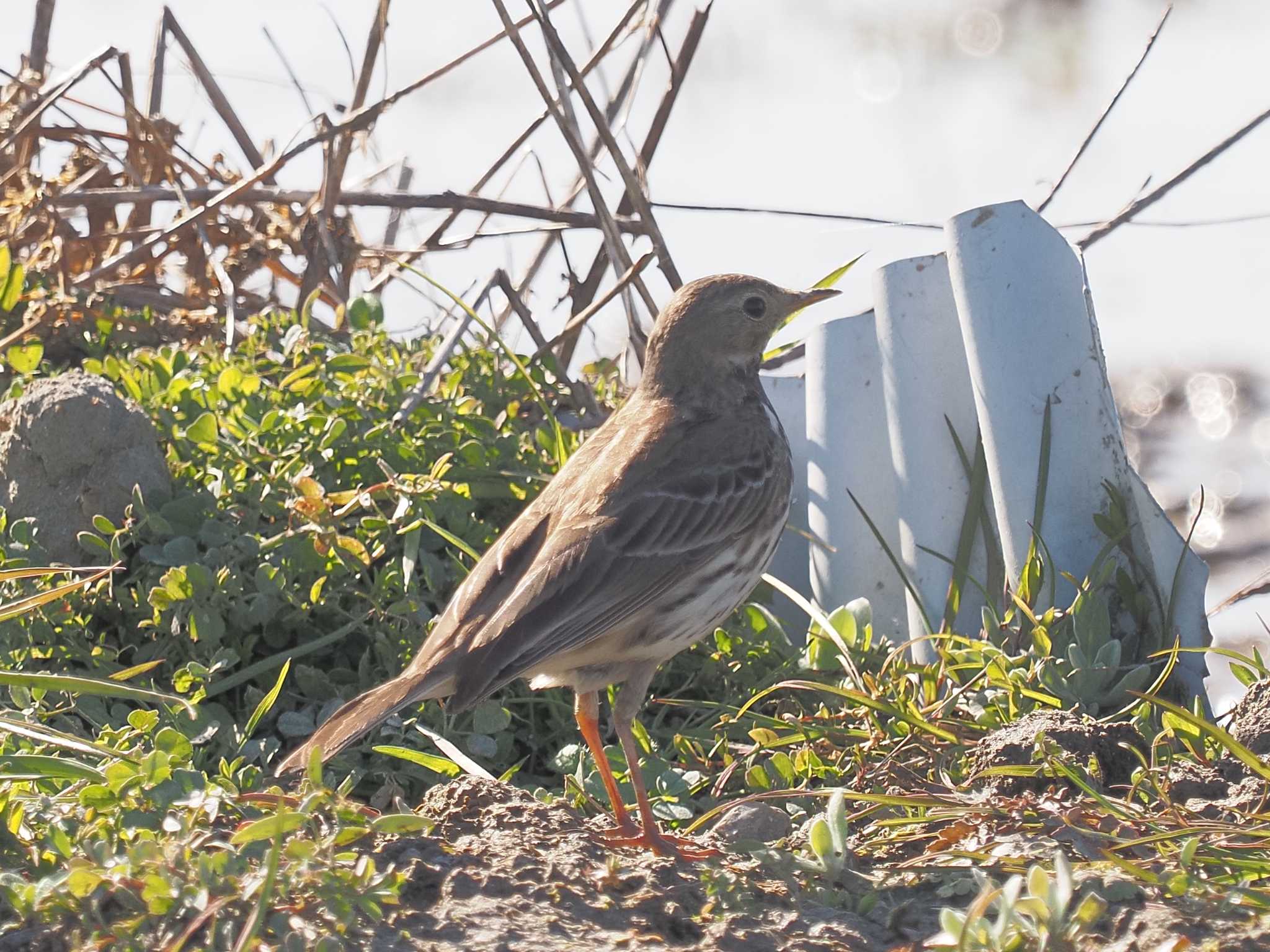 タヒバリ