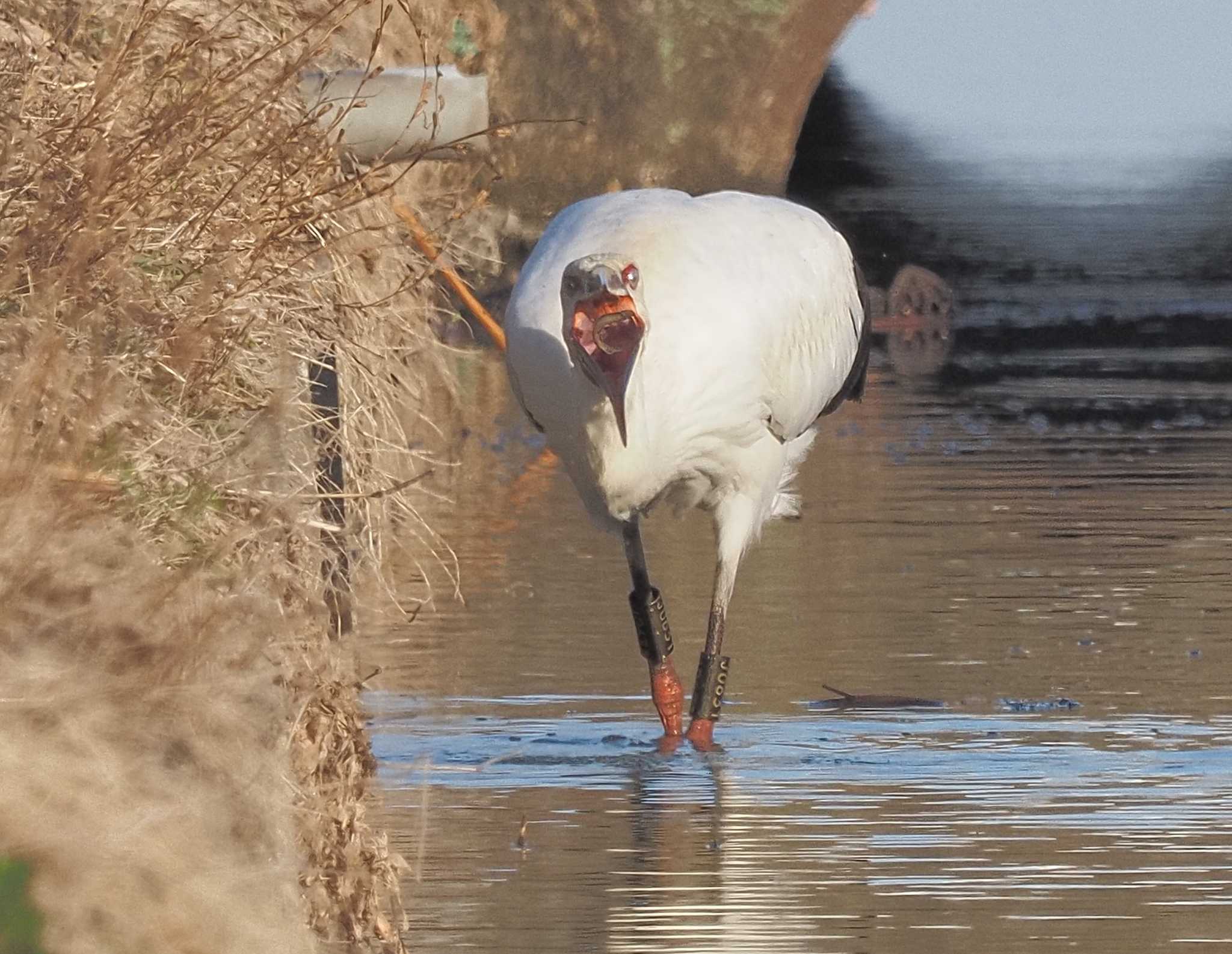 コウノトリ