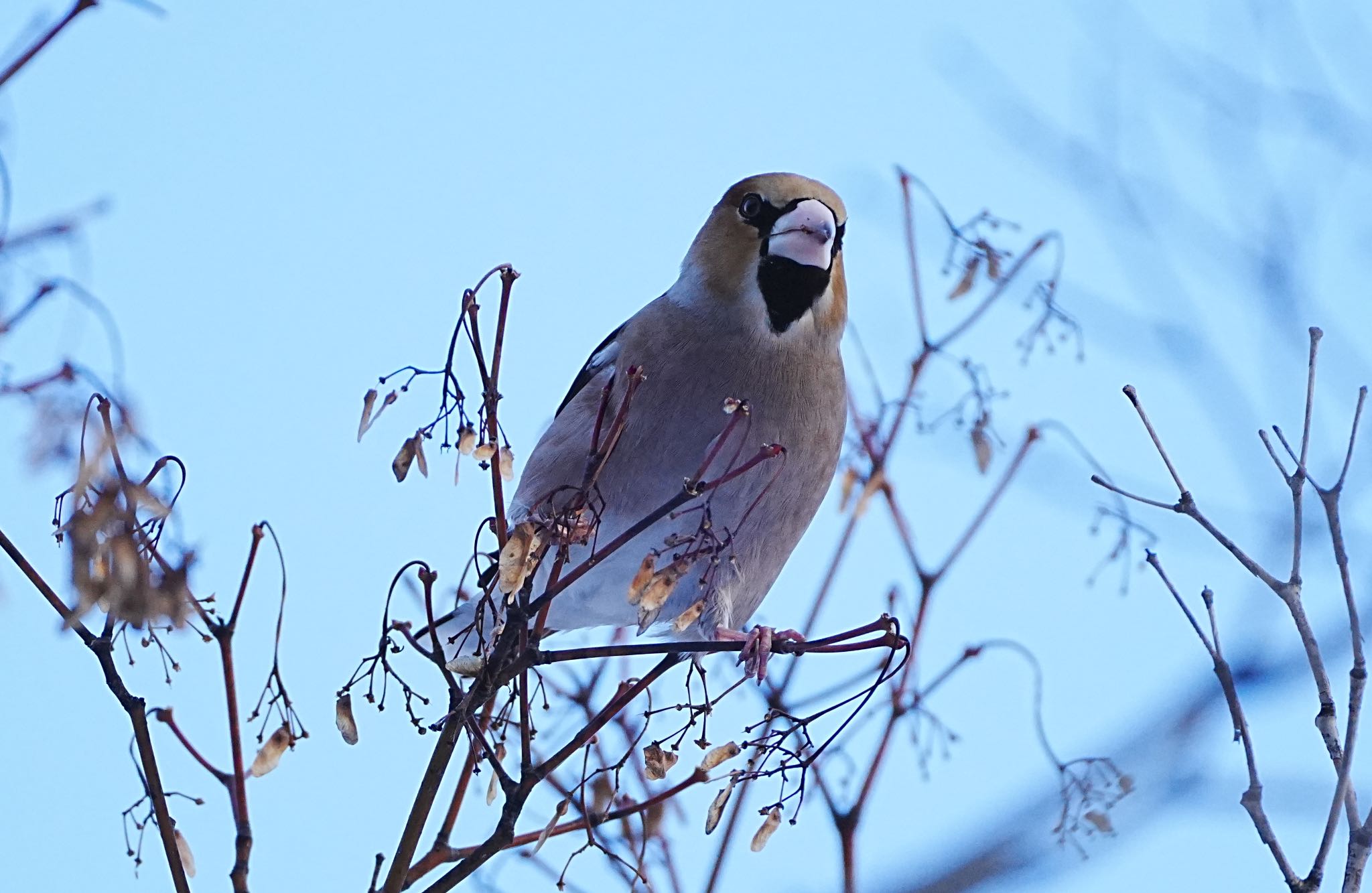 Hawfinch