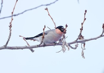 Eurasian Bullfinch 中島公園 Sun, 1/28/2024