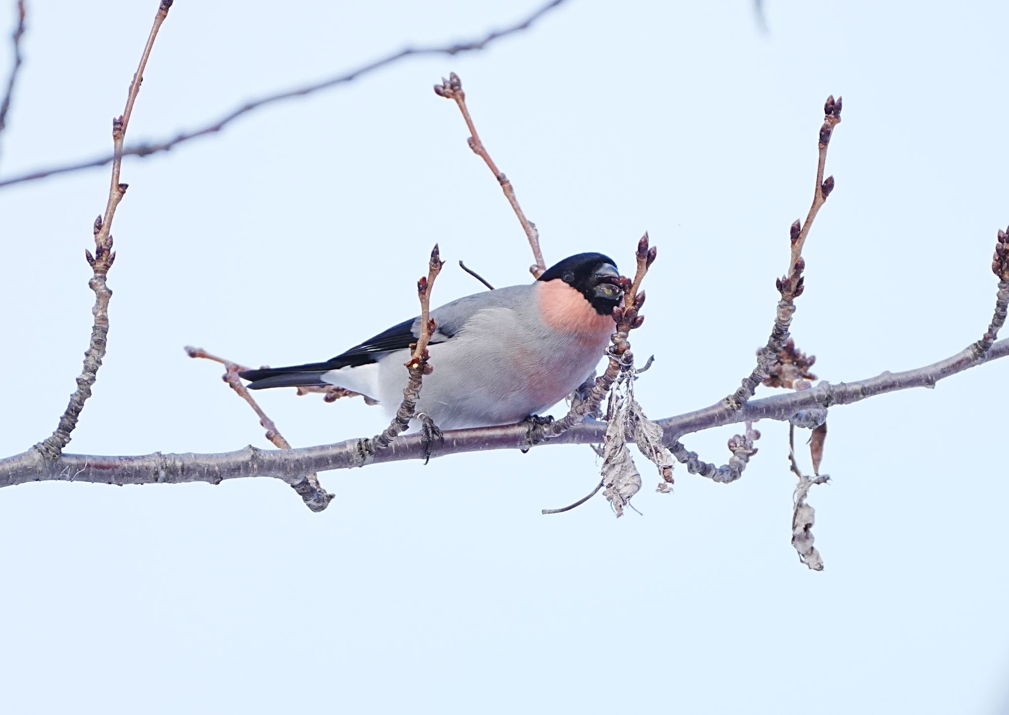 Eurasian Bullfinch