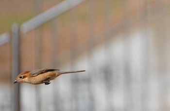 Mon, 1/29/2024 Birding report at 恩智川治水緑地