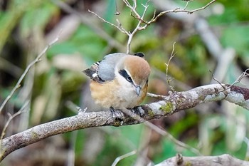 2024年1月28日(日) 木瀬ダム(愛知県 豊田市)の野鳥観察記録