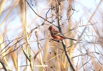 Siberian Long-tailed Rosefinch 淀川河川公園 Mon, 1/29/2024