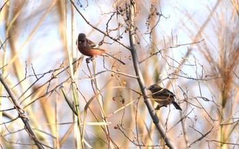 Siberian Long-tailed Rosefinch 淀川河川公園 Mon, 1/29/2024