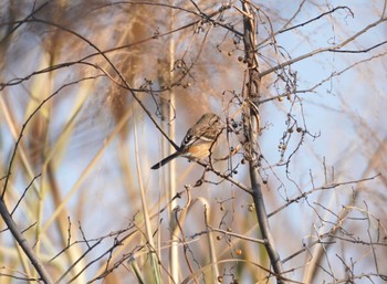 Siberian Long-tailed Rosefinch 淀川河川公園 Mon, 1/29/2024