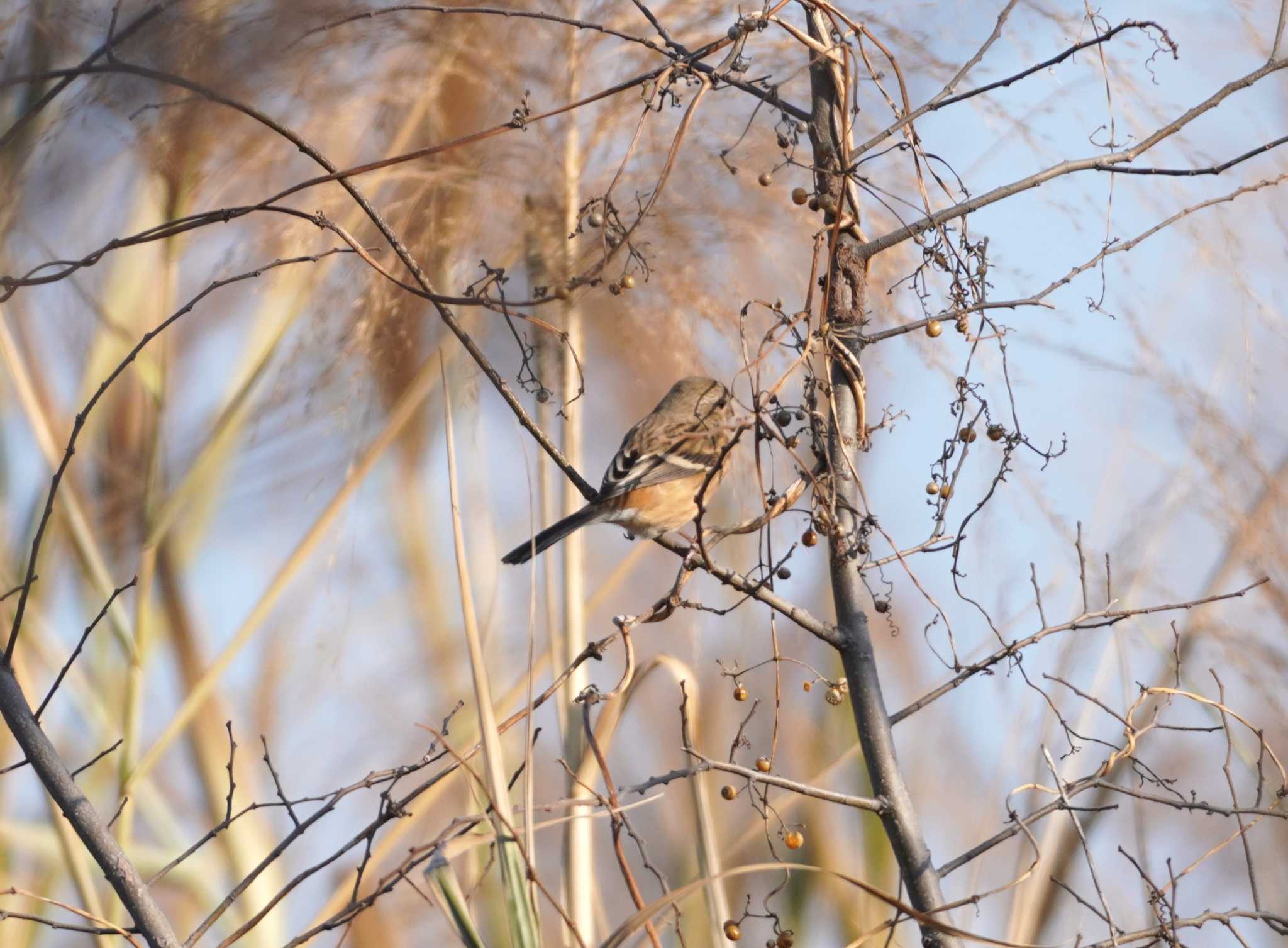 Photo of Siberian Long-tailed Rosefinch at 淀川河川公園 by BARD9800