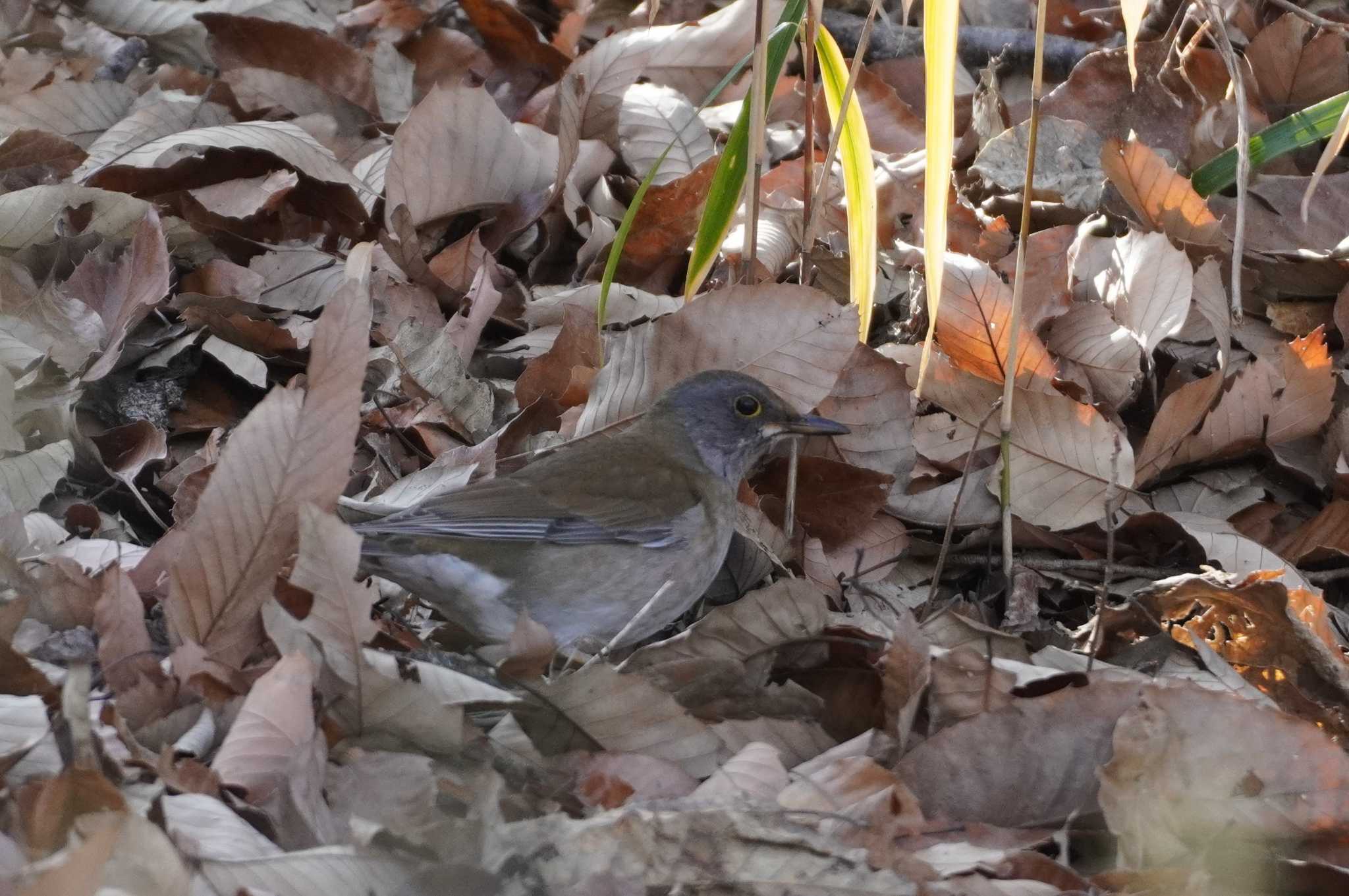 Photo of Pale Thrush at 千里南公園 by BARD9800