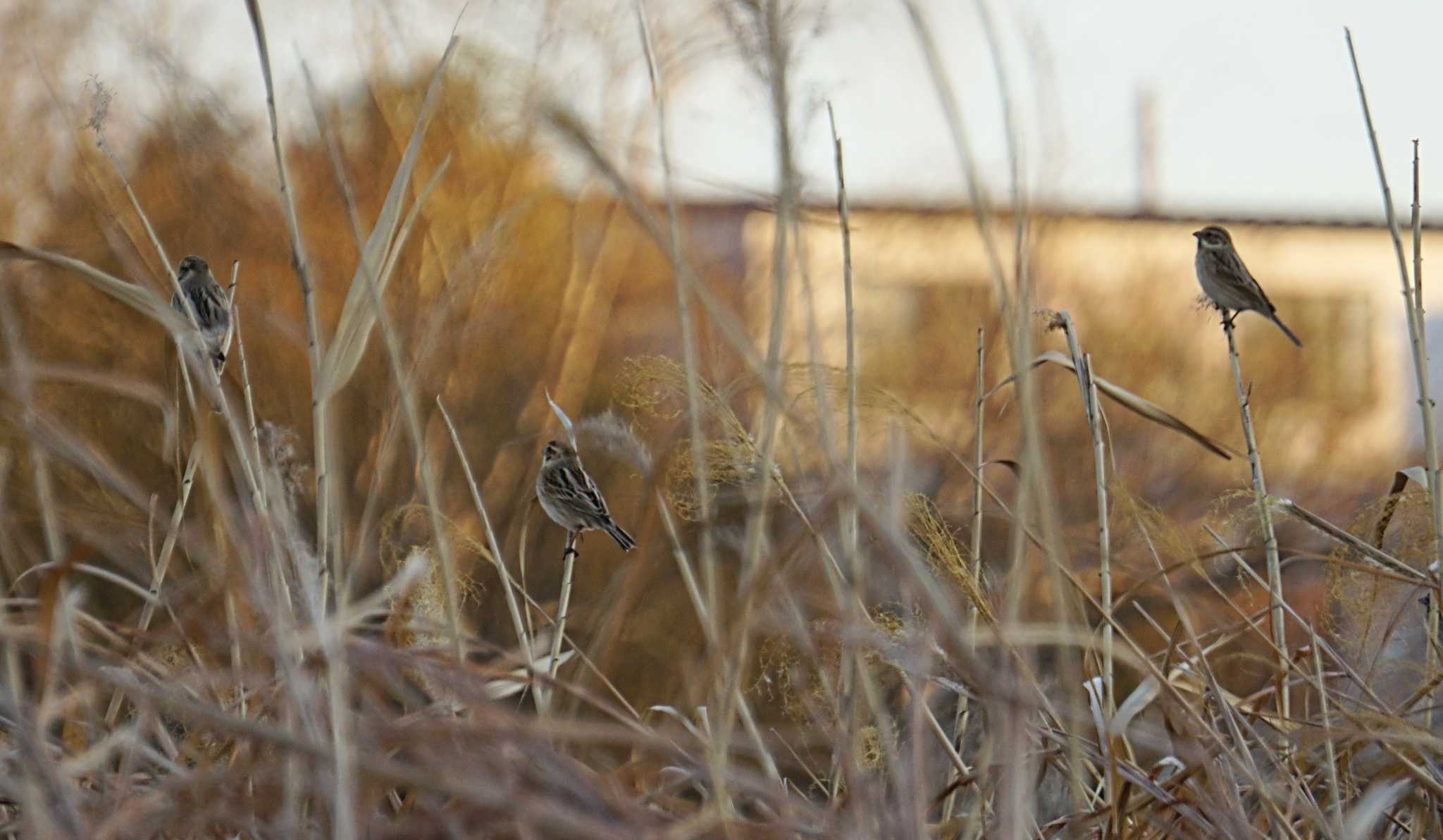 Common Reed Bunting