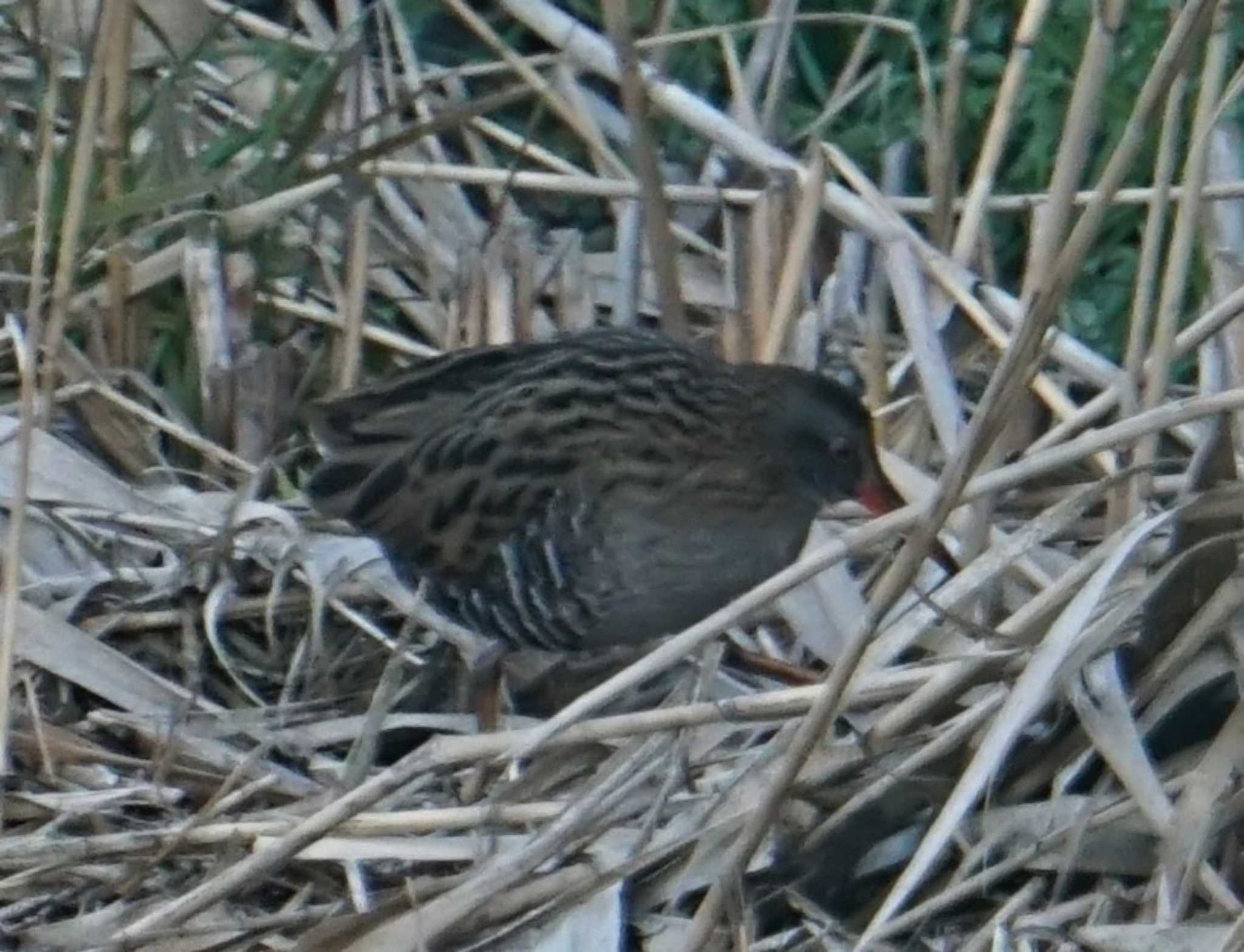 Brown-cheeked Rail