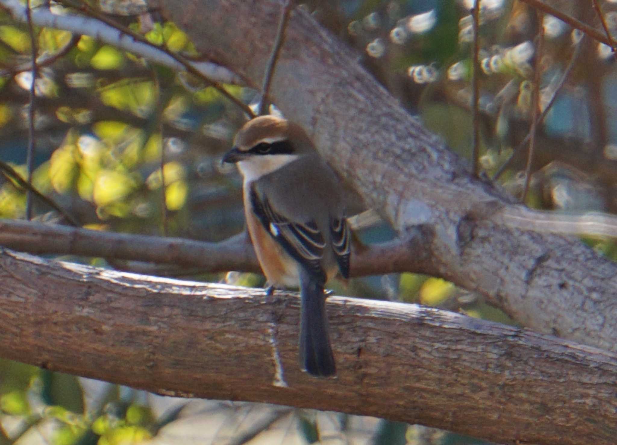 Bull-headed Shrike