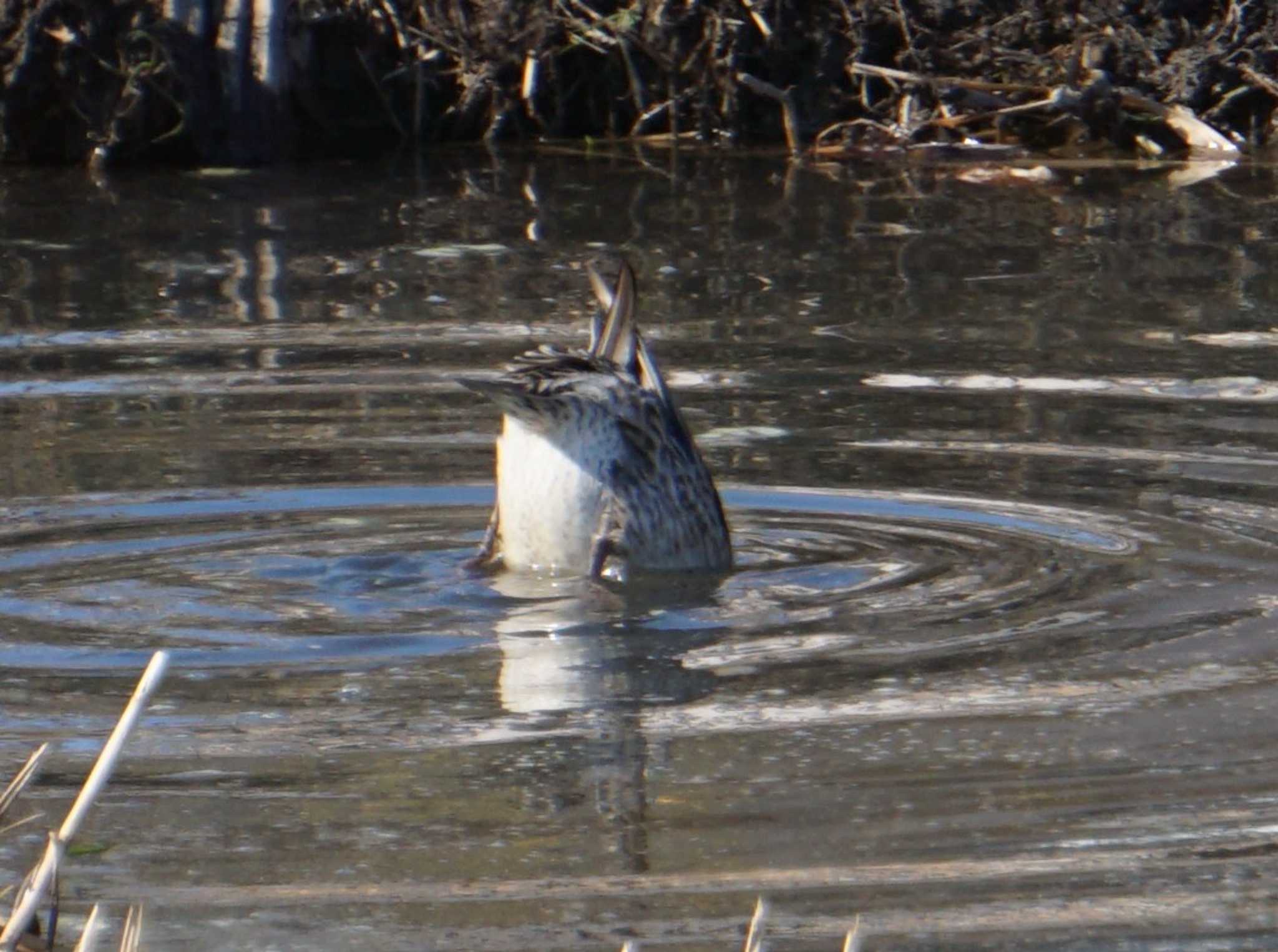 Eurasian Teal