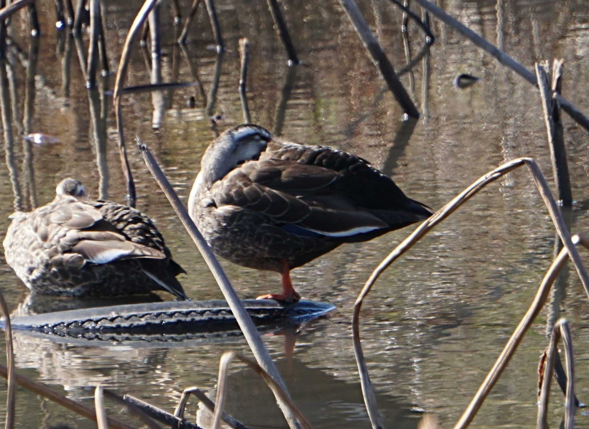 Eastern Spot-billed Duck