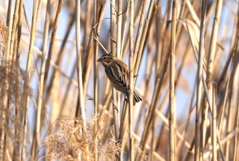 Common Reed Bunting 淀川河川公園 Mon, 1/29/2024