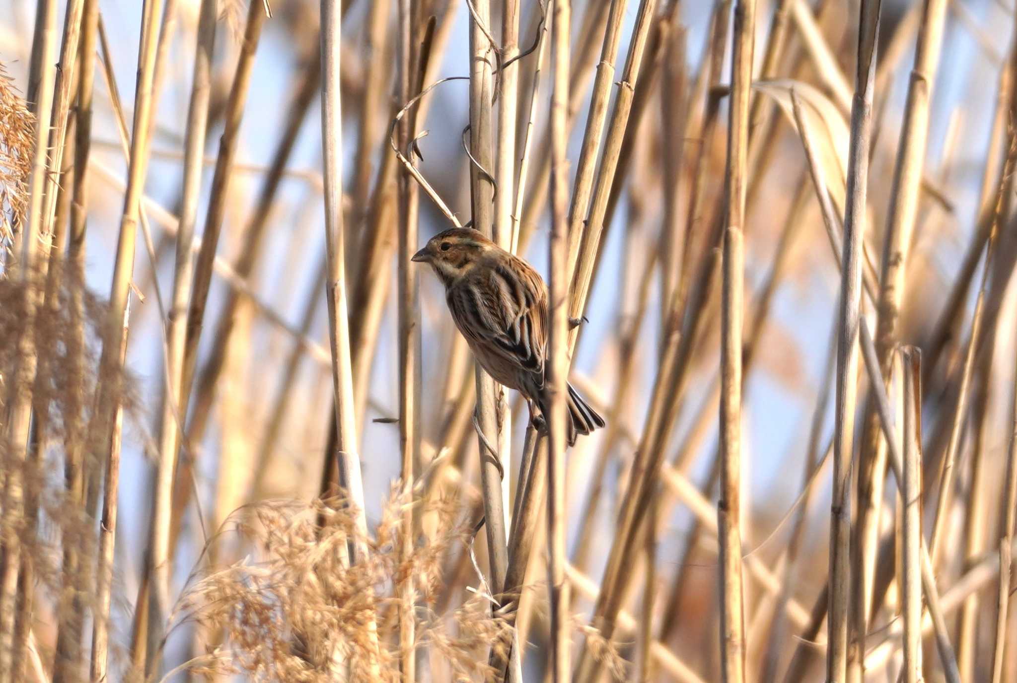 Photo of Common Reed Bunting at 淀川河川公園 by BARD9800