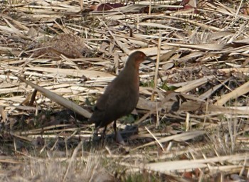 2024年1月29日(月) 上谷沼調整池の野鳥観察記録