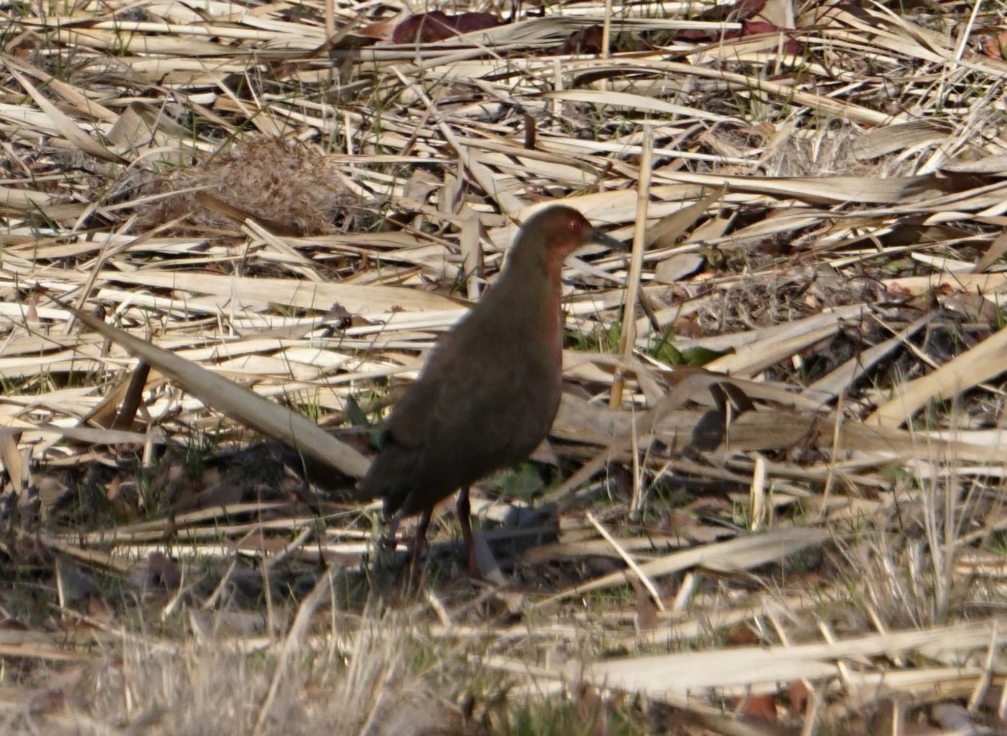 Ruddy-breasted Crake