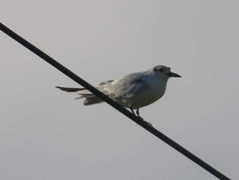 Whiskered Tern 金武町(沖縄県) Sun, 9/10/2023