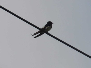 Barn Swallow 金武町(沖縄県) Sun, 9/10/2023