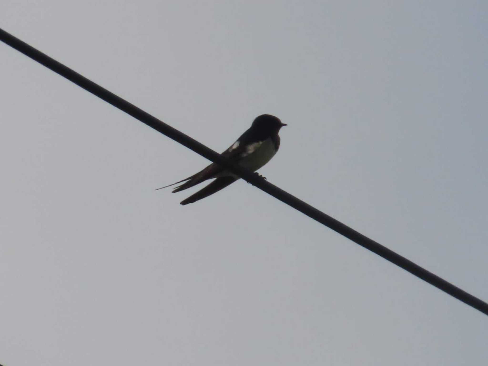 Photo of Barn Swallow at 金武町(沖縄県) by 生き物好きのY