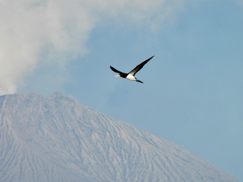 Brown Booby 谷山港 Mon, 1/29/2024