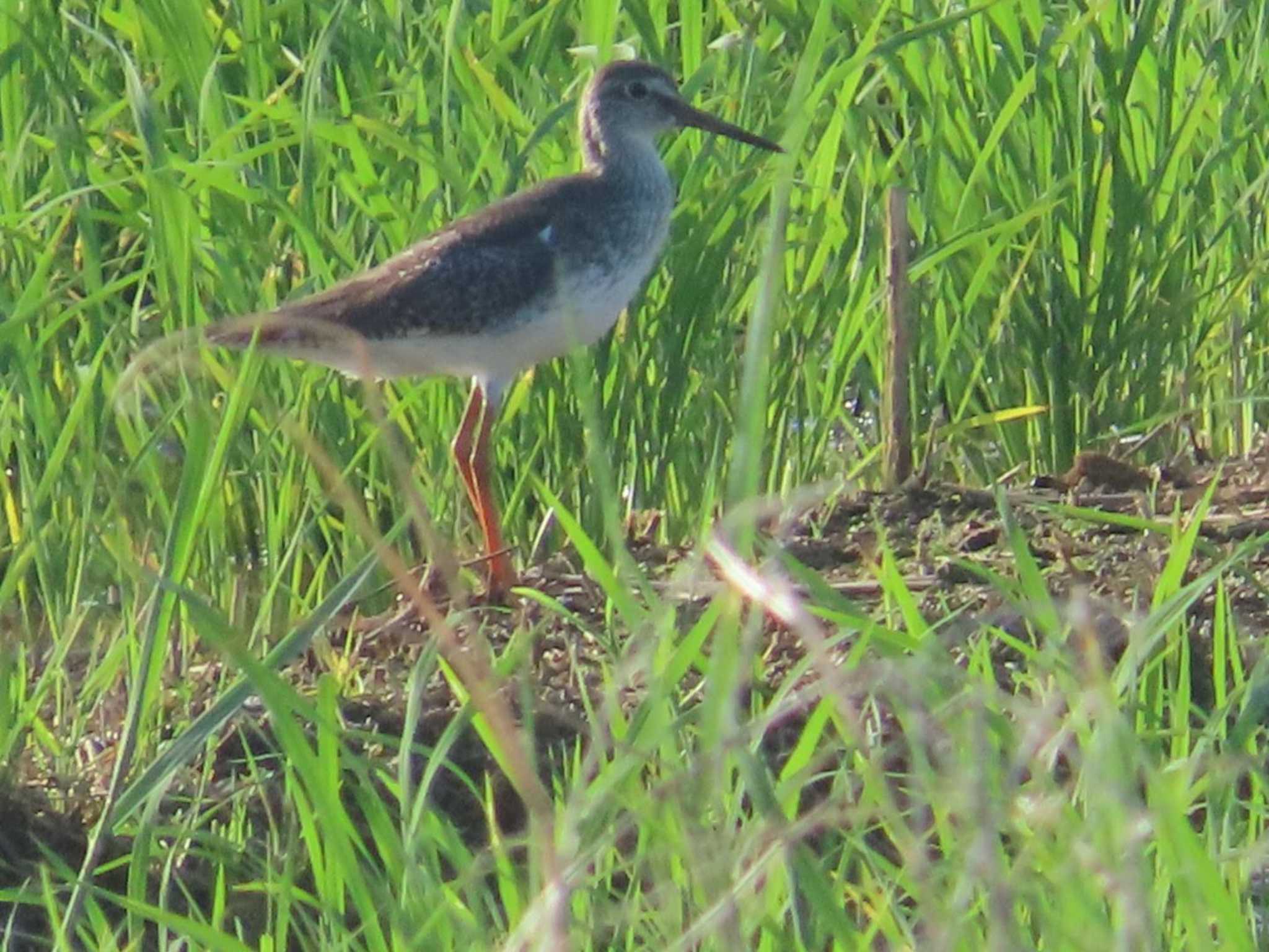 Photo of Common Redshank at 金武町(沖縄県) by 生き物好きのY