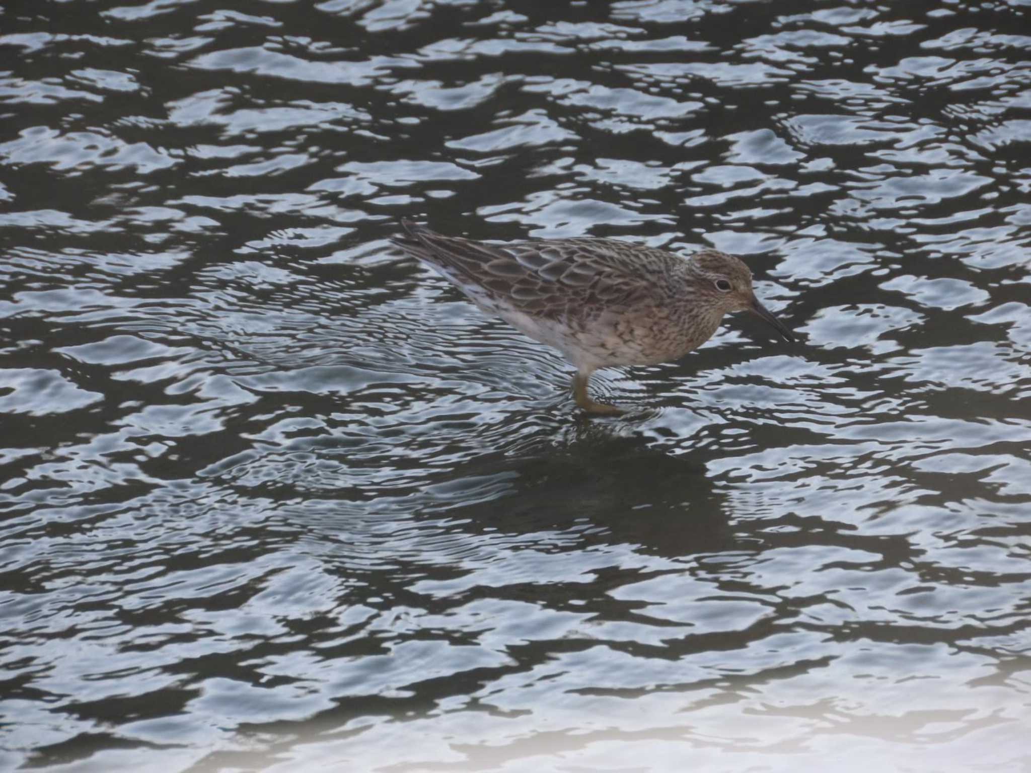 Photo of Sharp-tailed Sandpiper at 金武町(沖縄県) by 生き物好きのY