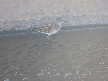 Long-toed Stint 金武町(沖縄県) Sun, 9/10/2023