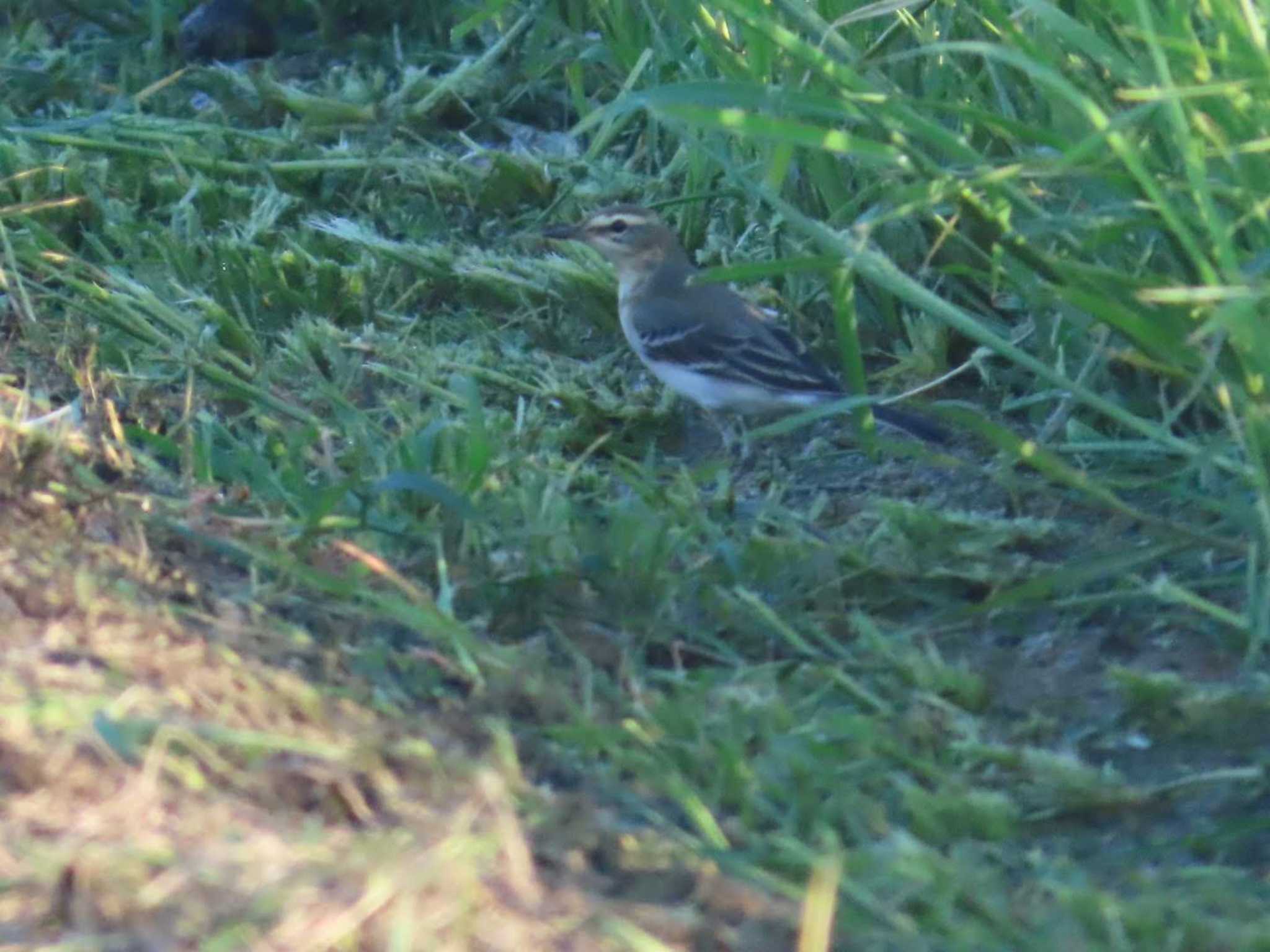 Photo of Eastern Yellow Wagtail at 金武町(沖縄県) by 生き物好きのY