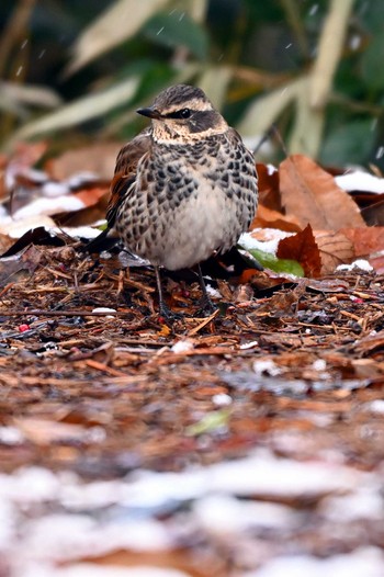 Dusky Thrush 加木屋緑地 Thu, 1/25/2024