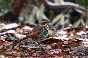 Dusky Thrush 加木屋緑地 Thu, 1/25/2024