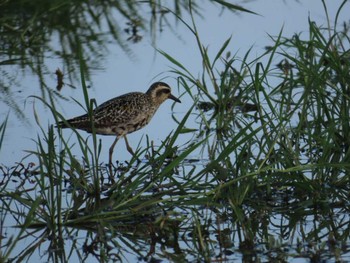 Pacific Golden Plover 金武町(沖縄県) Sun, 9/10/2023